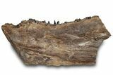 Cretaceous Monster Fish (Xiphactinus) Jaw Section - Kansas #316668-1